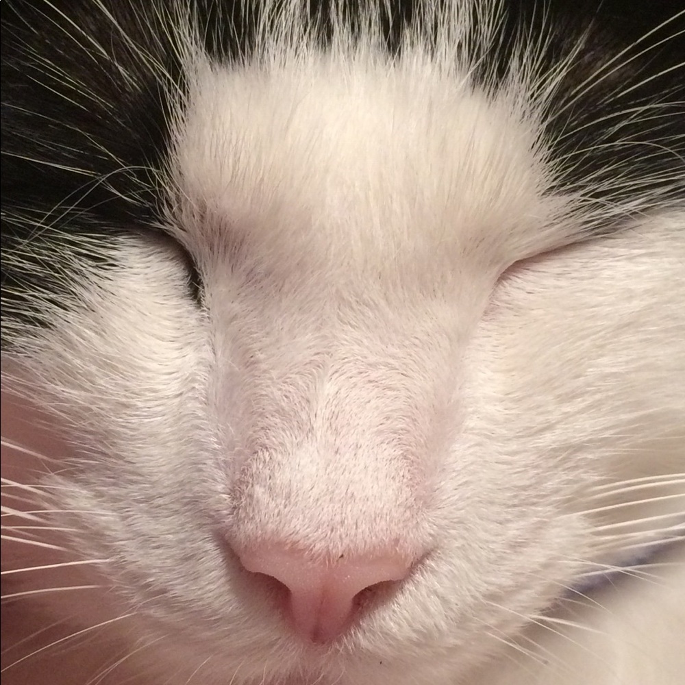 Meet your Posher, Patrice